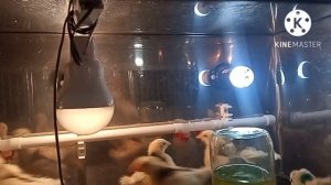 кормление цыплят. творог для цыплят. пропойка для цыплят.#цыплята #курица #кормление #куры