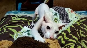 Кот сфинкс приносит игрушку