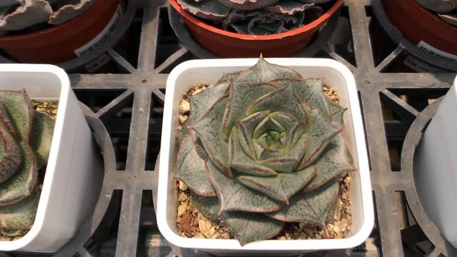 Succulent Plant 多肉植物觀察 大和錦 смотреть онлайн