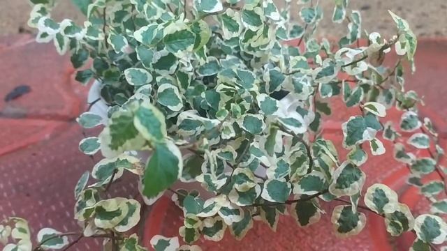 All about Ficus Pumila Variegata смотреть онлайн