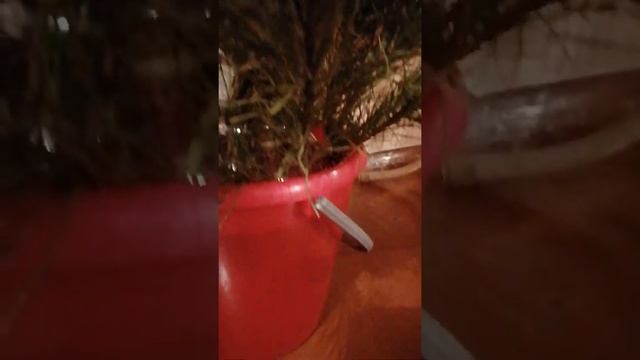 Как поставить и установить ёлку дома,показываю смотреть онлайн