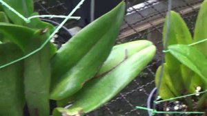 Anggrek Cattleya Rhyncholaeliocattleya Prada Green Deluxe