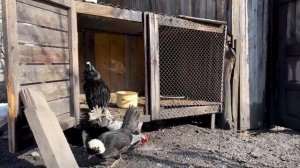 ХЕДИК - БЛЮДО, СОДЕРЖАЩЕЕ ВСЕ ВИТАМИНЫ Азербайджанская Кухня Деревенская Кухня  Рецепты