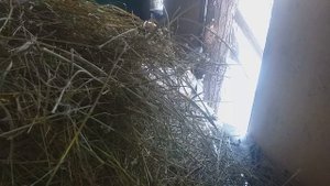 Чем кормить кроликов & Кормление кроликов и Корма для кроликов.