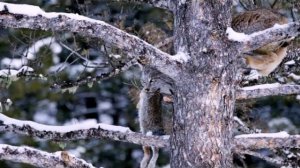 Охота рыси на зайца