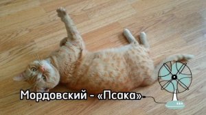 Как на разных языках звучит слово КОШКА