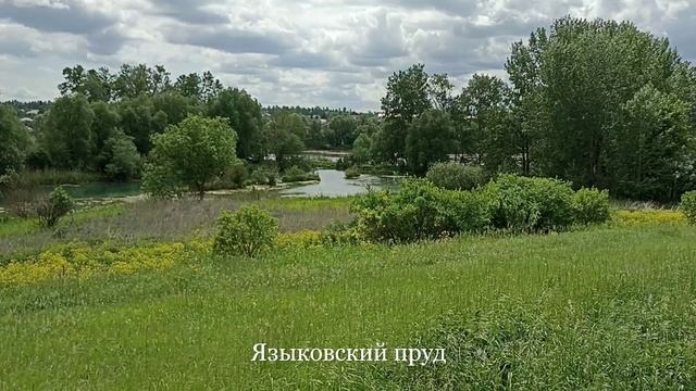Пушкинская ель в парке усадьбы Языковых