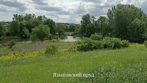 Пушкинская ель в парке усадьбы Языковых