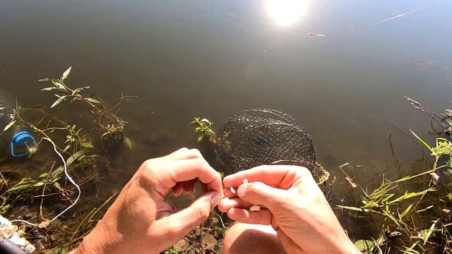 Рыбалка на ПОПЛАВОК и ДОНКУ. Попал на КЛЁВ! Разнорыбье и красота на рыбалке смотреть онлайн