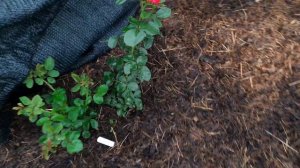 Она прекрасна! Роза Усынина)