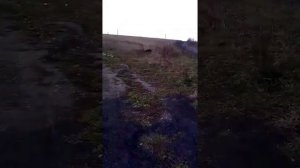 Бродит Медведь в Мысках. Пос.Нагорной