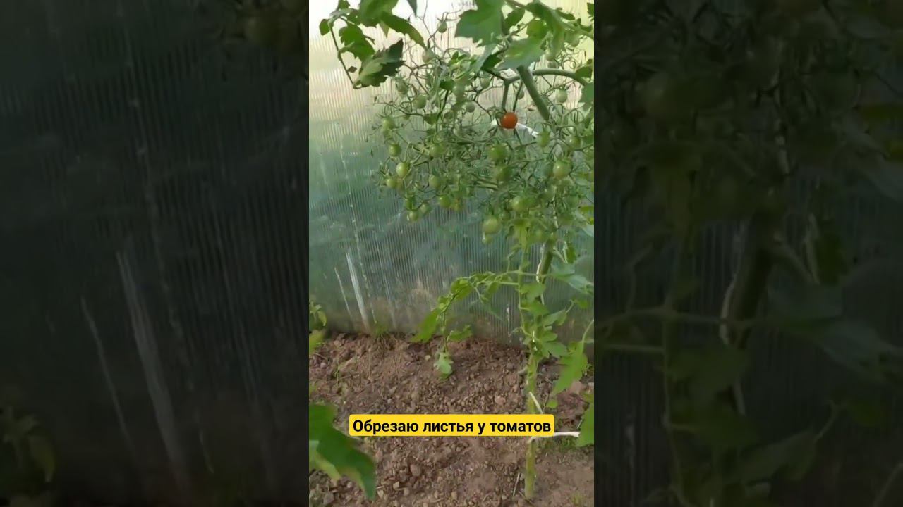 Как обрезаю листья у томатов #дача #теплица #помидоры #томаты #огород #сортатоматов