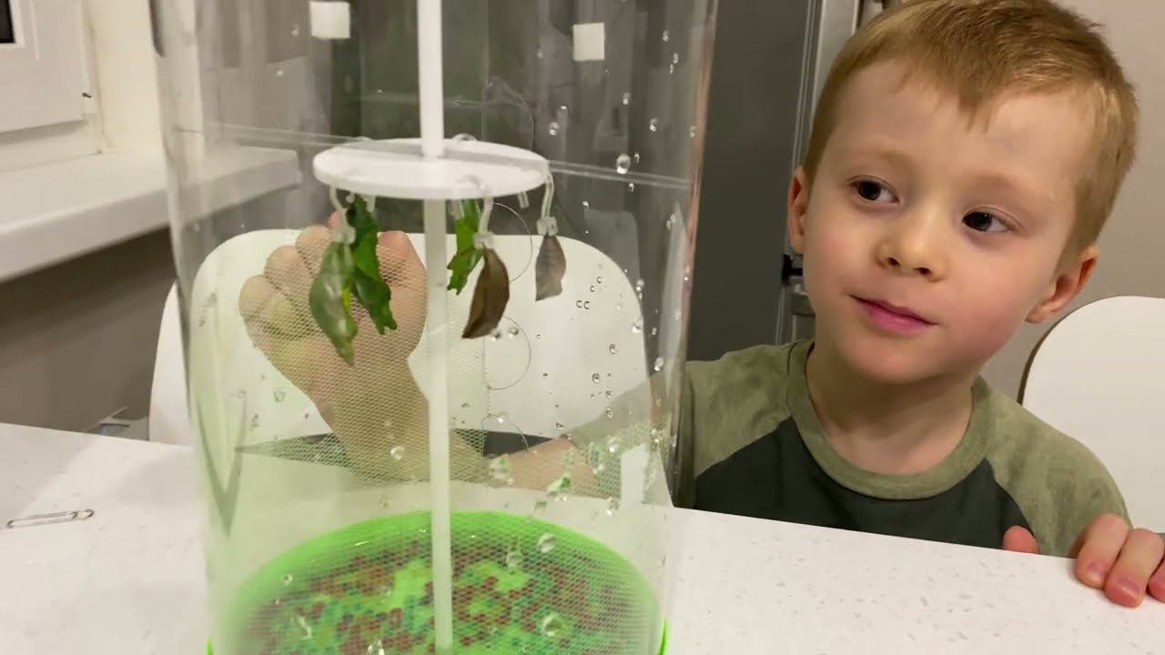 Тропические бабочки дома. Бабочкарий и рождение бабочек. Россия 2022 смотреть онлайн