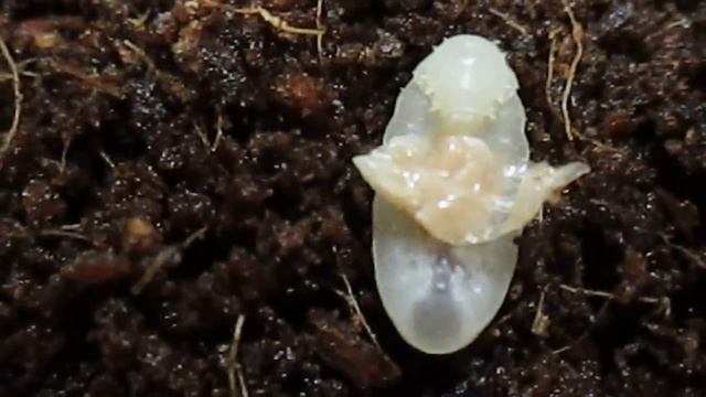 Мои "детишки" . Личинка муравья Pseudoneoponera ест скорпиона. смотреть онлайн