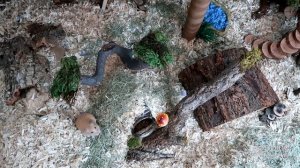 Kashi's New Hamster Cage Setup (Recreated Rainforest)