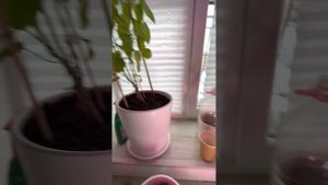 Как вырастить маракую из косточки. Методы проб и ошибок.