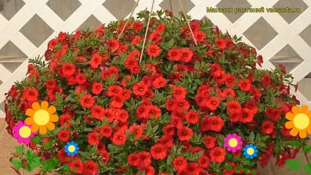 Калибрахоа Калита черри рэд морн. Краткий обзор, описание характеристик Calita cherry Red morn смотреть онлайн