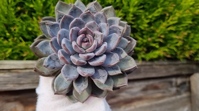 Echeveria Purple Stone смотреть онлайн
