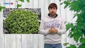 "Хвойники" для Альпийской горки