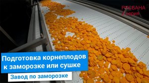 Линия подготовки к заморозке или сушке моркови, картофеля и свеклы | Часть 2