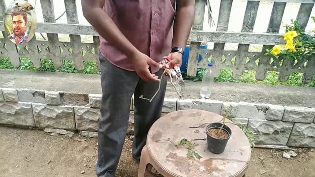 ගුනාත්මක කරපිංචා වගාව ## quality curry leaves cultivation ## published  30 april 2020 Ak garden ###