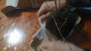 Жимолость Голубой Банан (канадские сорта), живём на Кубани ???