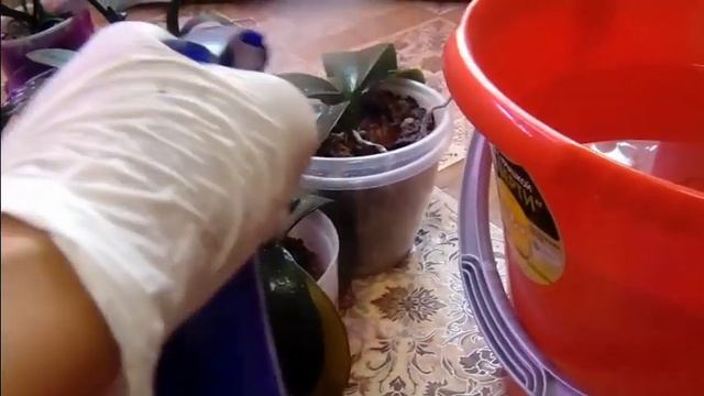 Орхидеи в грунте - для тех, кому некогда за ними ухаживать. смотреть онлайн