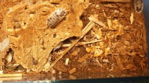 Размножились мокрицы коровки Porcellio laevis ! #isopods