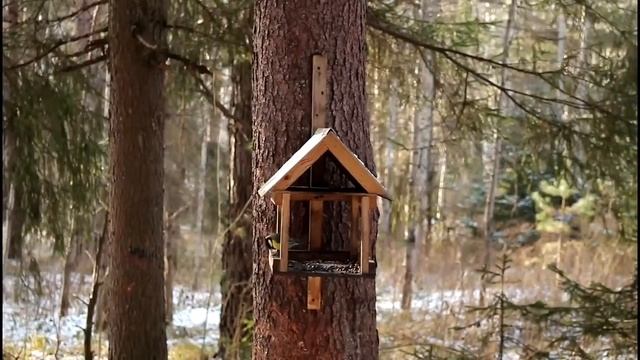 Ручные белочки в Балатовском парке в Перми