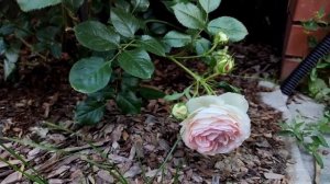 Любимая плетистая роза Пьер де Ронсар. Роза Айсберг Эден Роуз. Обзор сортов