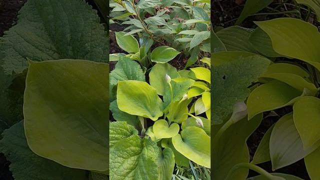 Хосты: Фаер Айленд, Лемон Меринго, Глегс Регс, Пост Итт. смотреть онлайн