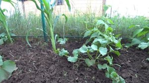 На гусином помете все растет и пышет! Проверено! Совместимость растений