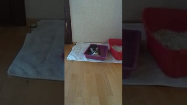 Приучаем котенка к горшку