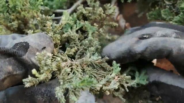 盆栽Bonsai Juniperus procumbens nana-Cascada (懸崖 Kengai ) - Des alambrado y limpieza de acículas