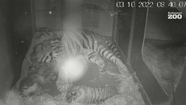 Мама(амурский тигр) с котятами ,38 дней малышам#зоопарк Коркеасаари в Хельсинки Финляндия смотреть онлайн