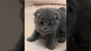 Владимир Клявин - планы 1 час