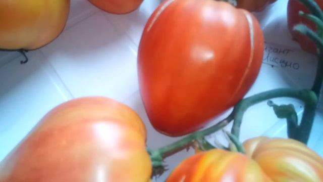 Презентация новых сортов 2021 год (2 часть) смотреть онлайн