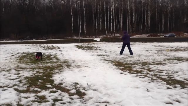 Фризби Вебстайл 2014 Елена и стаффбуль Ума.mp4