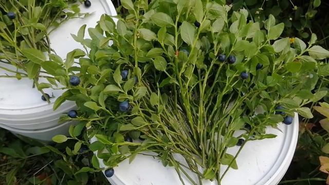 Черника на веточках, бабушкин рецепт. смотреть онлайн