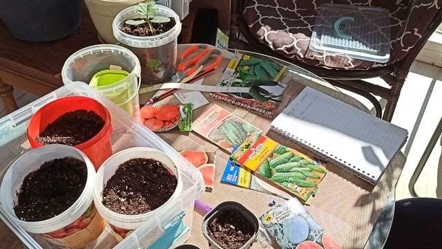 Посев на рассаду суперранних арбузов и дынь! смотреть онлайн