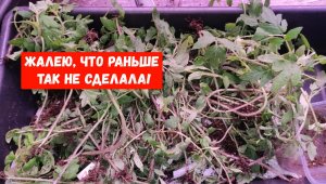 ЖАЛЕЮ, что РАНЬШЕ не сделала ЭТО с РАССАДОЙ ТОМАТОВ!