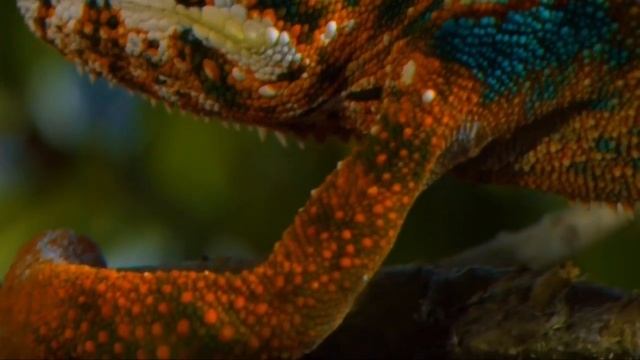 Один из самых крупных и красочных хамелеонов смотреть онлайн