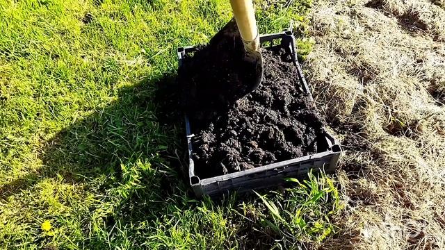 Картофель в ящиках, картофель под соломой.Огородные эксперименты мая.24.05.2022г.