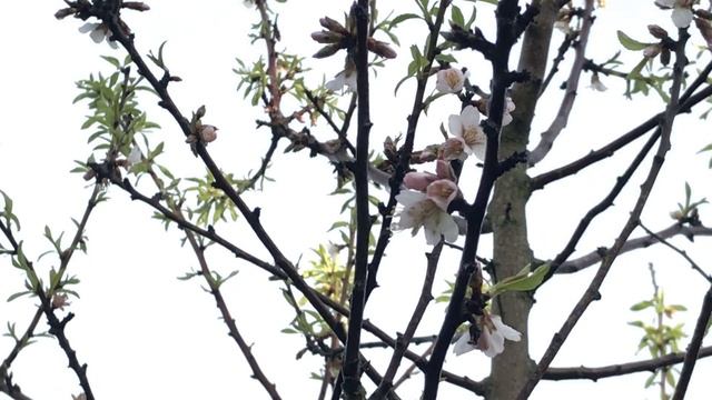 Amandier 'Prunus amygdalus' ou 'Prunus dulcis' Il fleurit le premier смотреть онлайн
