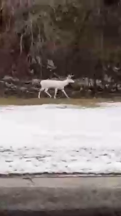 Редкий белый олень