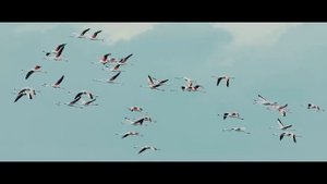 TAKE OFF with the new Canon EOS R7 – Song of Birds