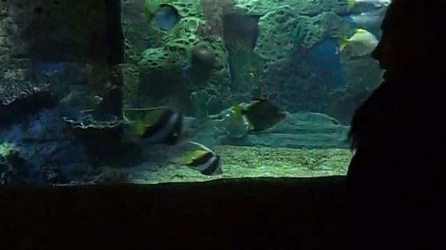 папа ловит рыбу в Сочи Ривьера смотреть онлайн