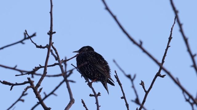 Голос поёт пересмешничает чистится 2 й подлетел TelingaDT4k60f СП44с Денисово