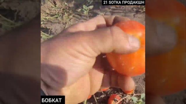 Томат БобКат #помідори #томат #бобкат #супер
