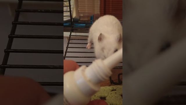 Заболел хомяк / хронический конъюнктивит / новый плейлист / капаю в глаза Чупа чупсу ??????? смотреть онлайн